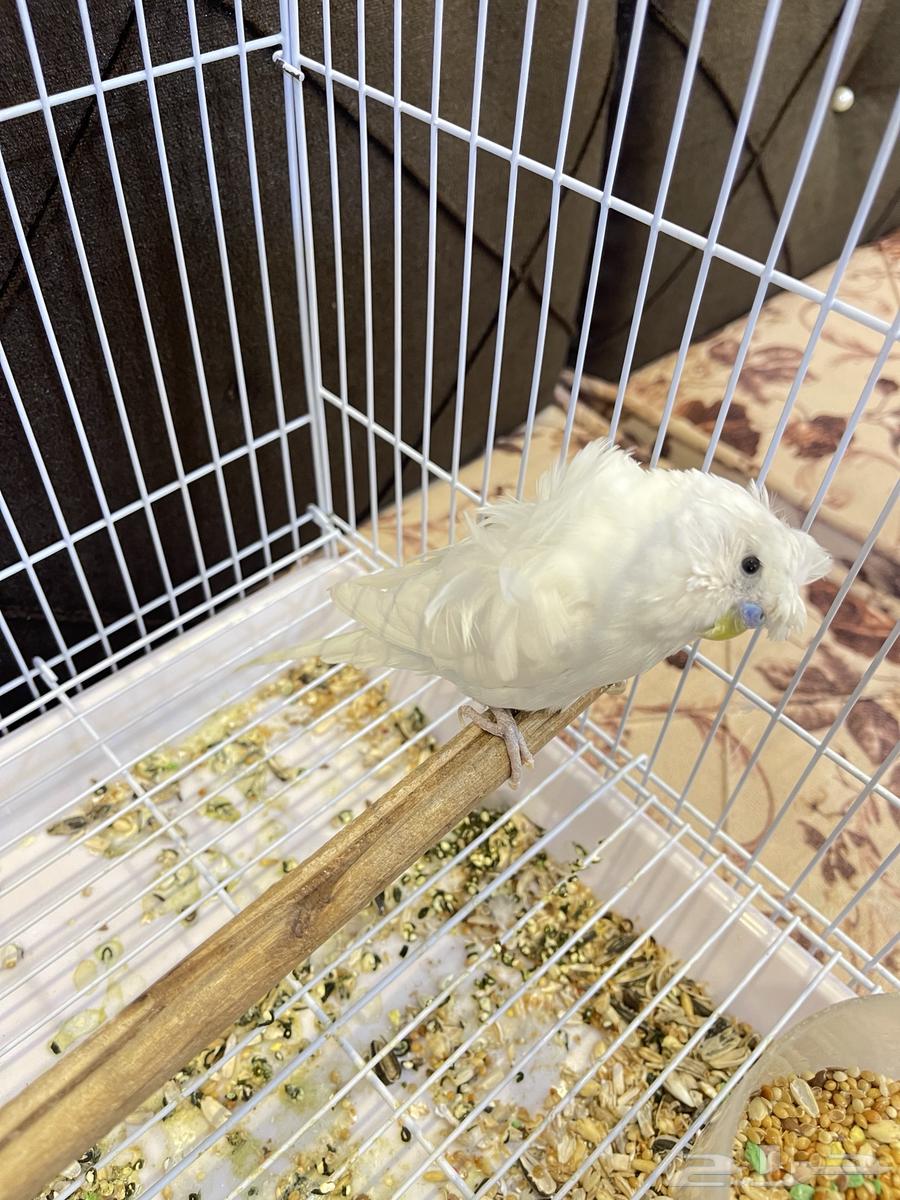 ذكر بادجي هوقو64364292101507112