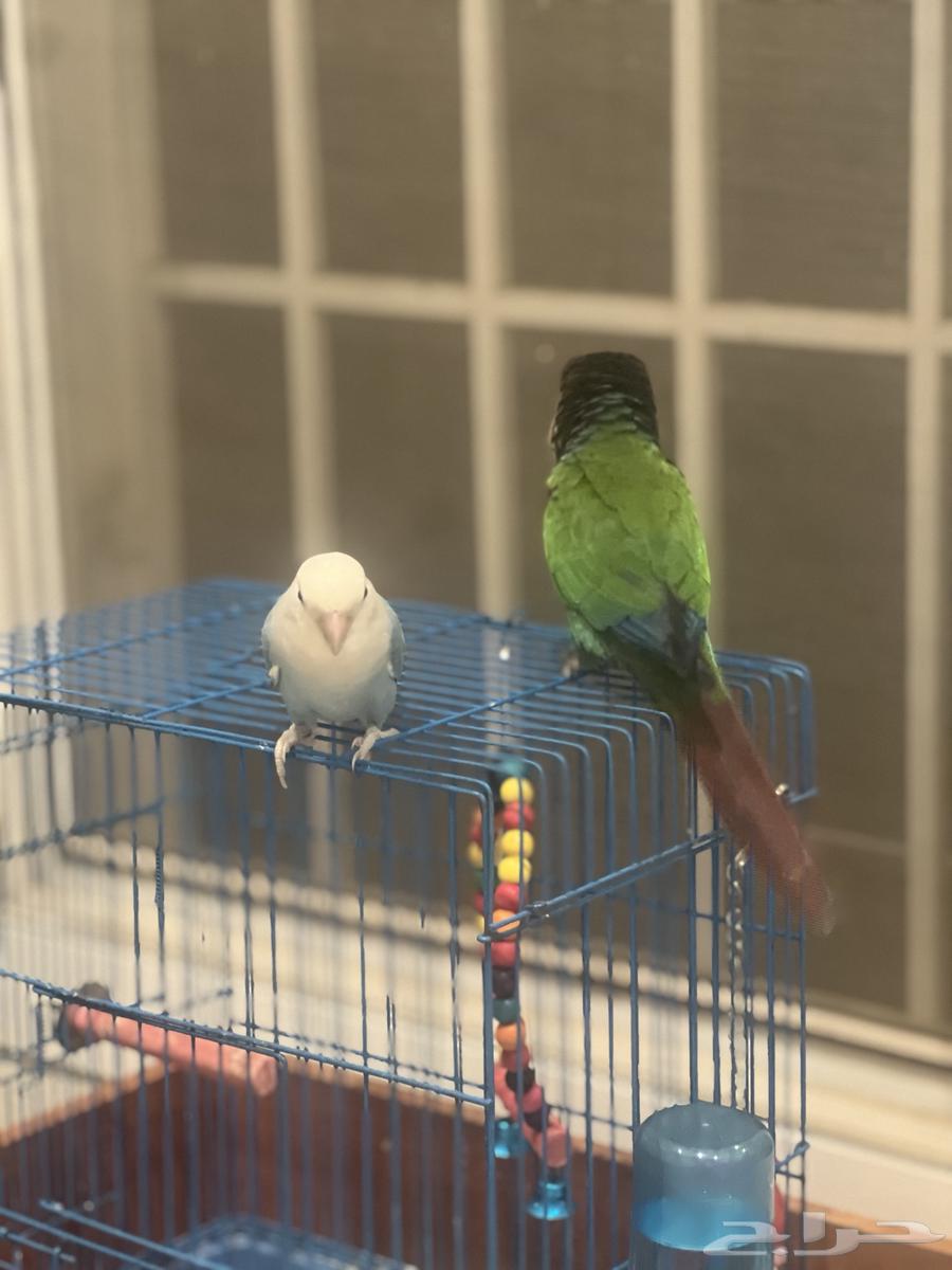 عصافير للبيع الليفه ( روز   كروان   كنيور)64364203444225114