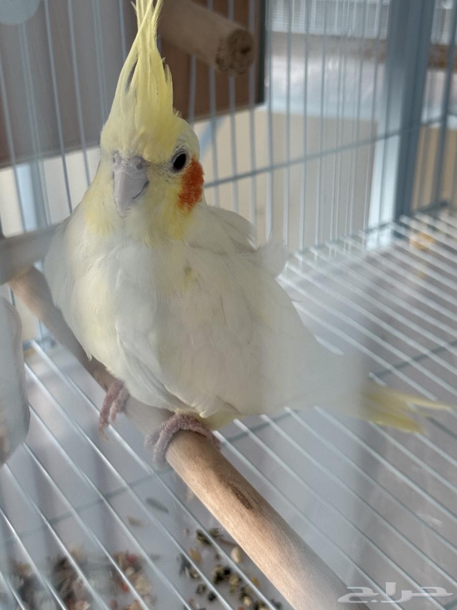 تم البيع64369352446722112