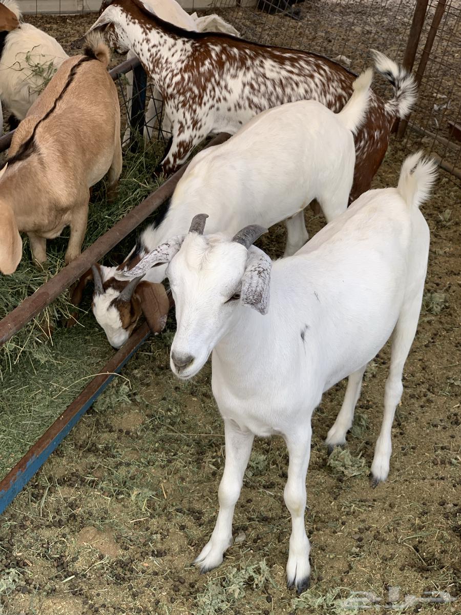 تيوس بلدي64376229818242113