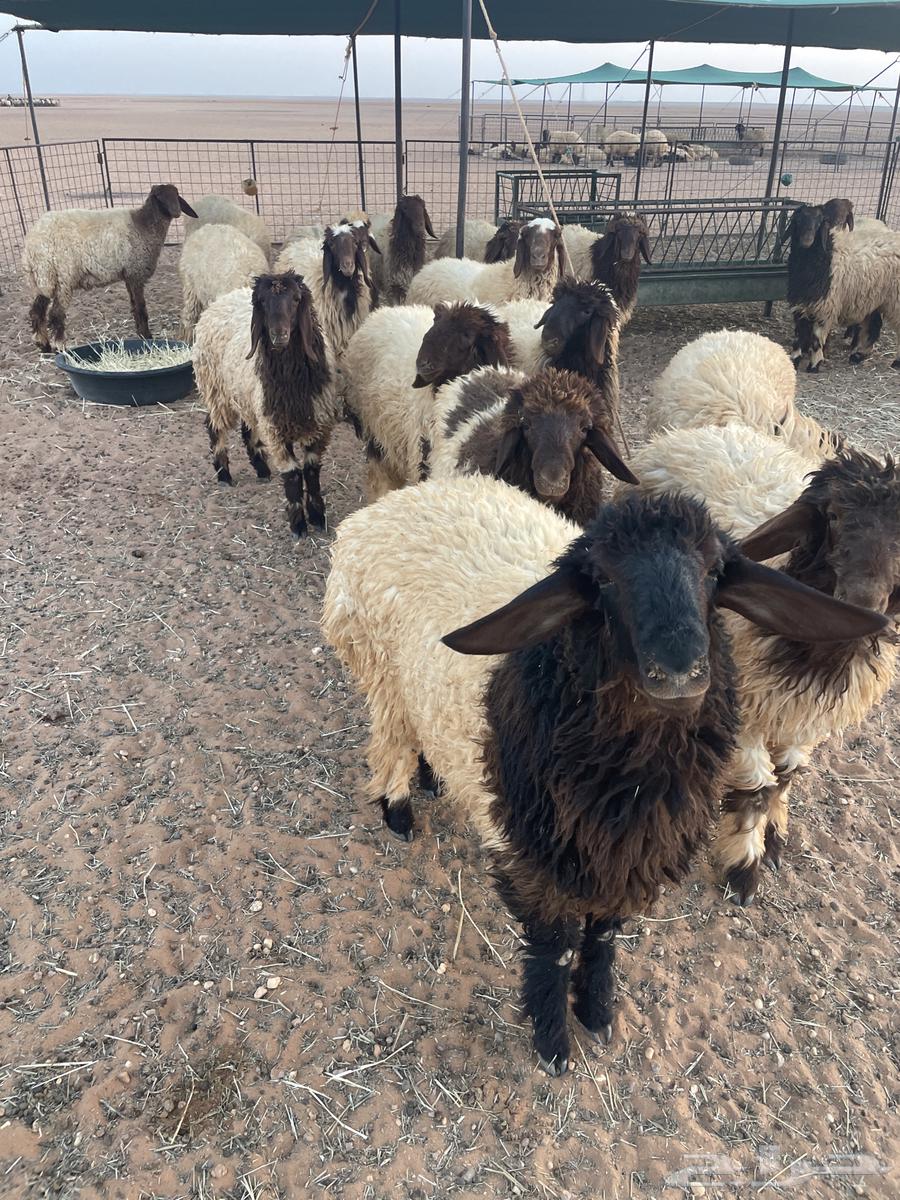 رخال للبيع جذعات64372331298691110