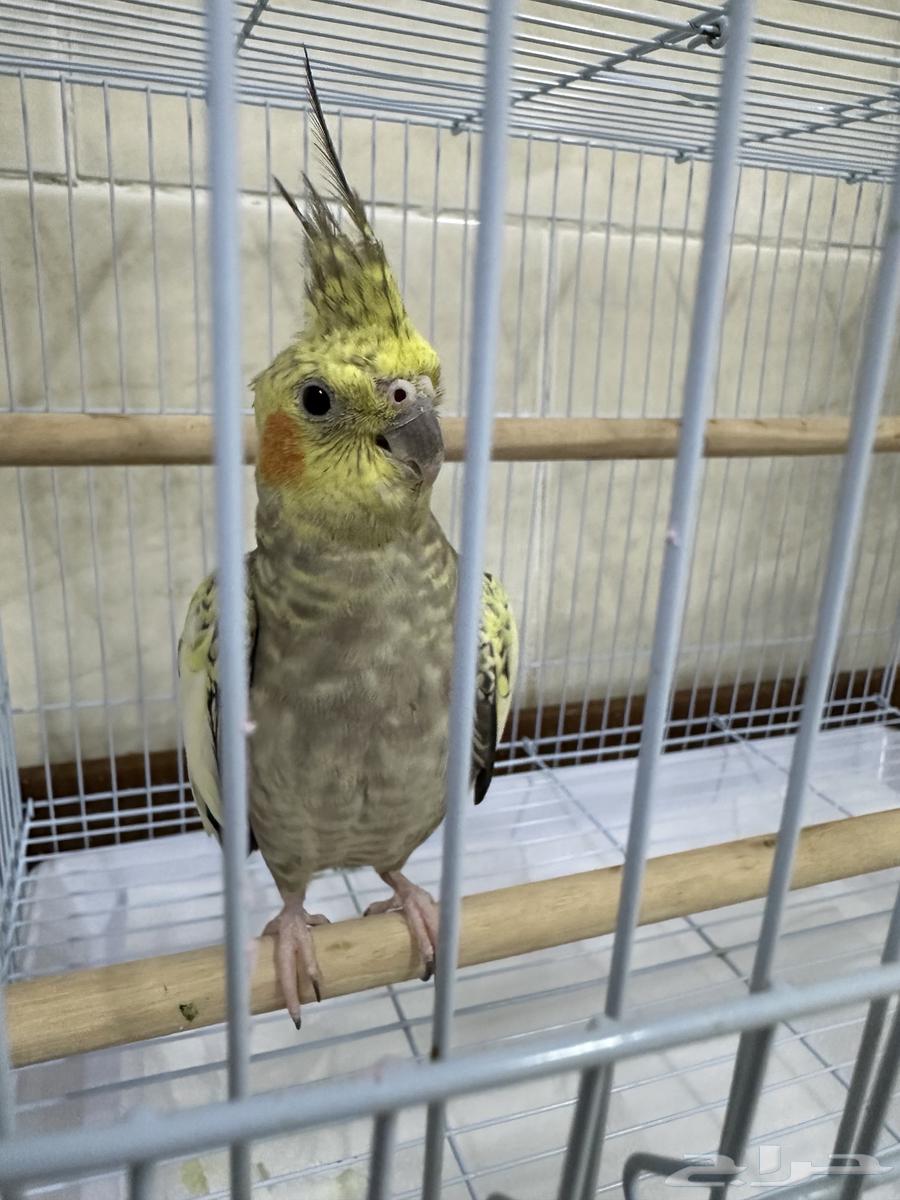 Tayr - Crow64372828118915112