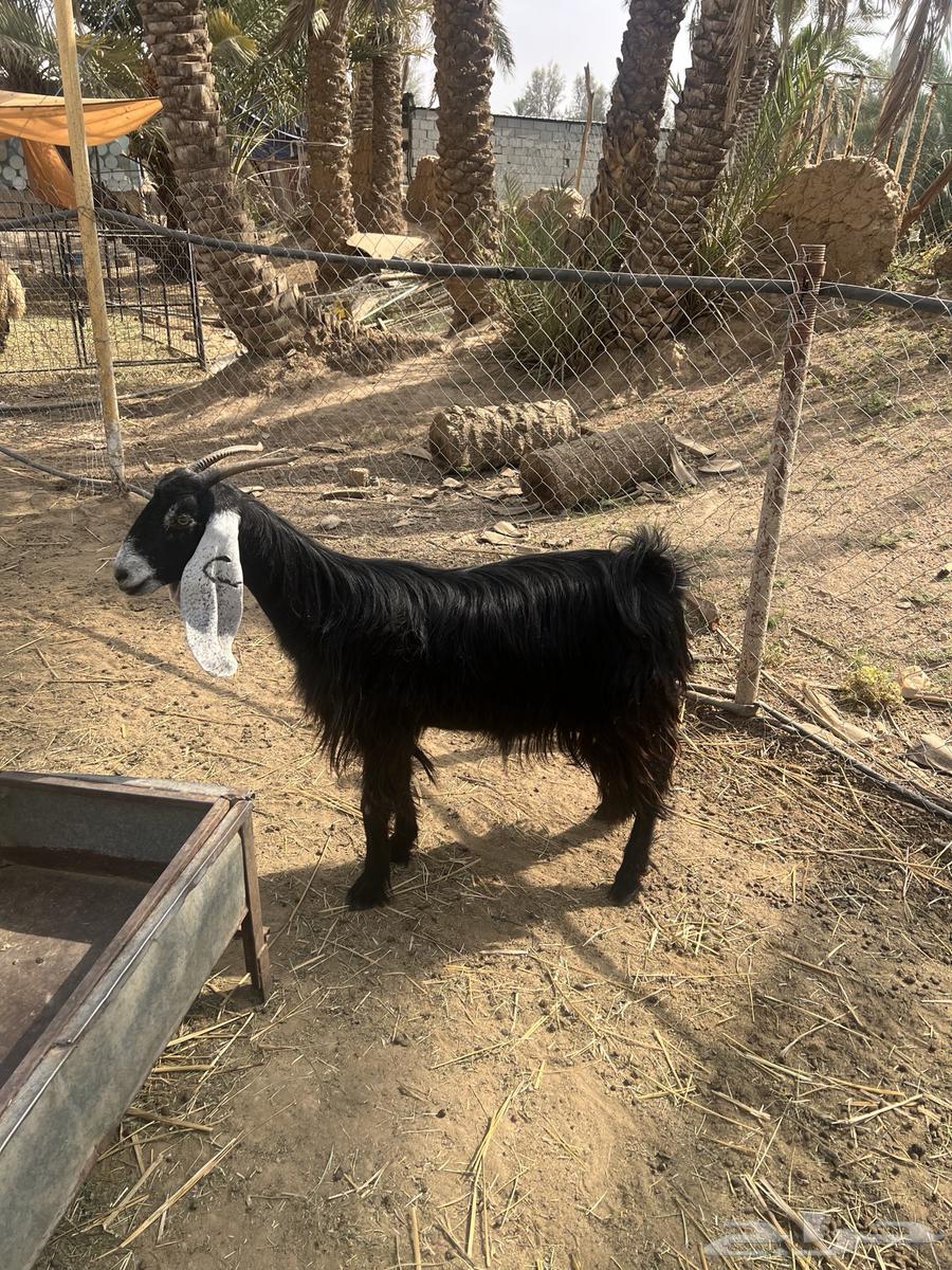 Goat for sale, complete with buck64367347374979110