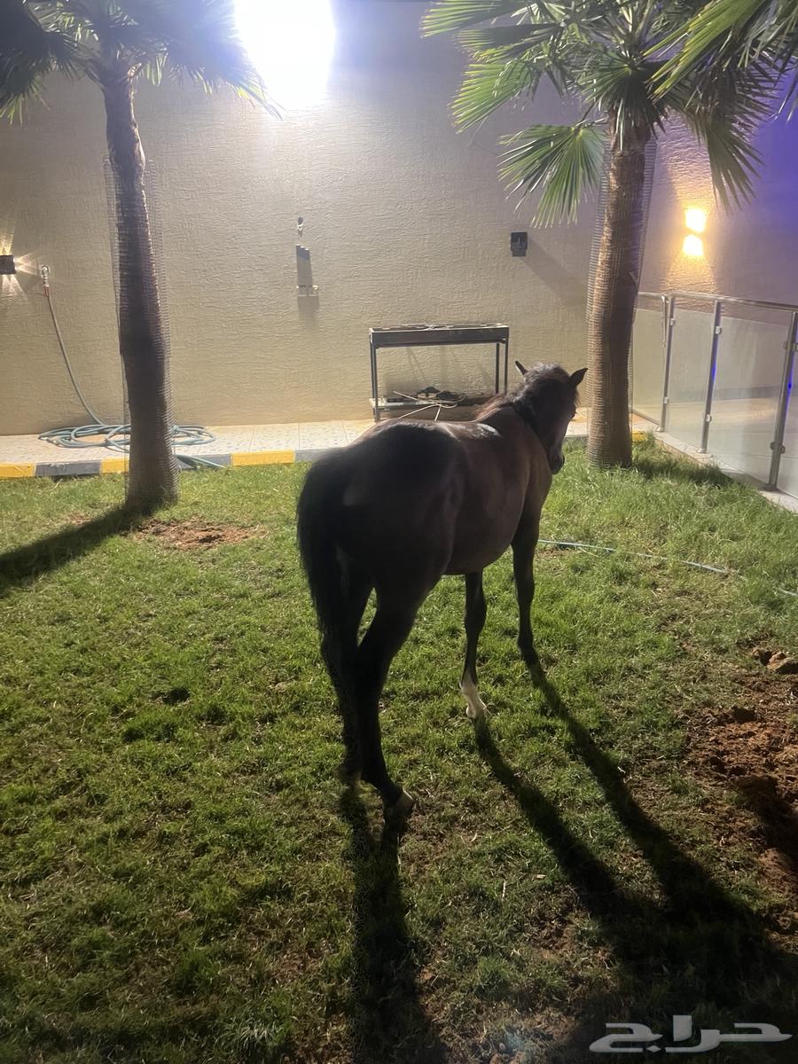 الرياض ديراب64363711172098112