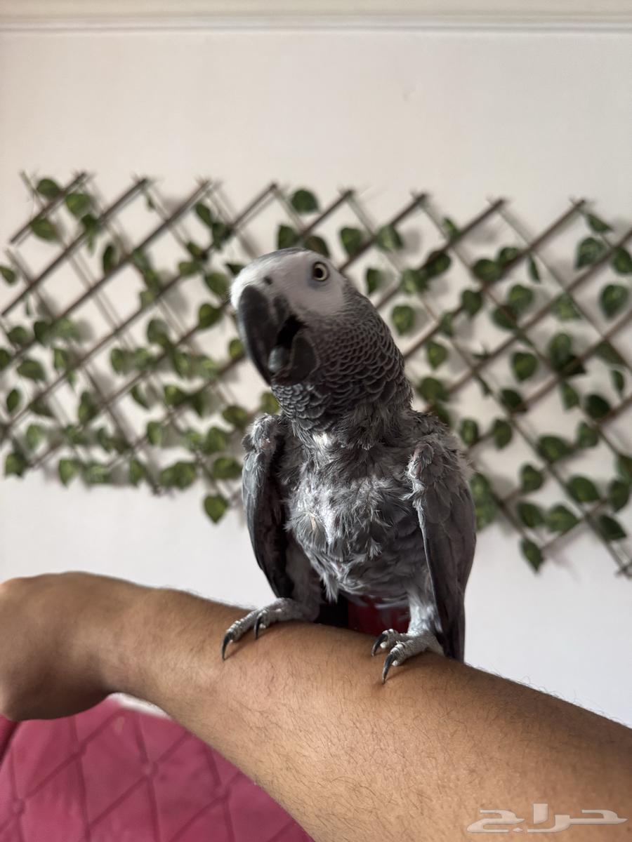 كاسكو متكلم فوق 50 كلمة(تم البيع )64367391707267110