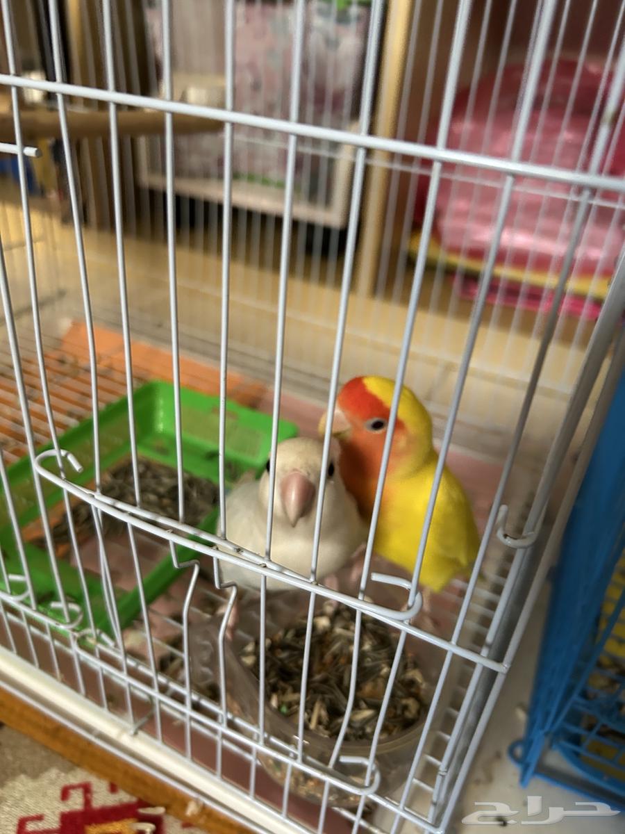 White and blue bird pair64367799441665110