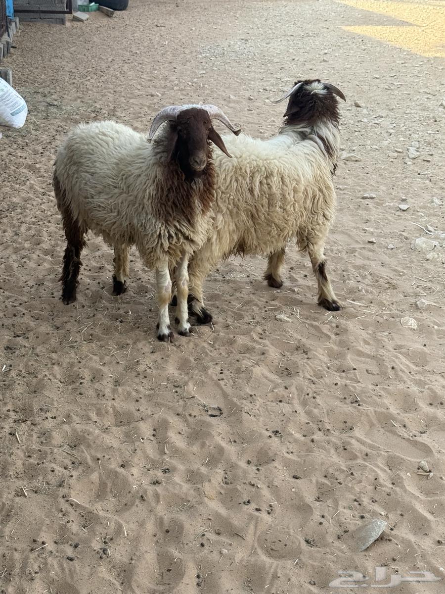 نعييم خرفاان جببره (تماايم)64365439939074112