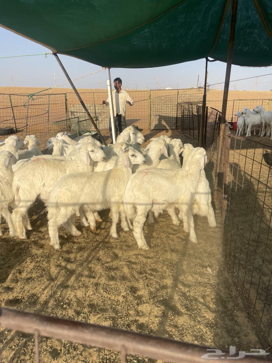 للبيع بهم حري هرافى 20الاعمار من 3شهور ونص وطالع64371964893825112