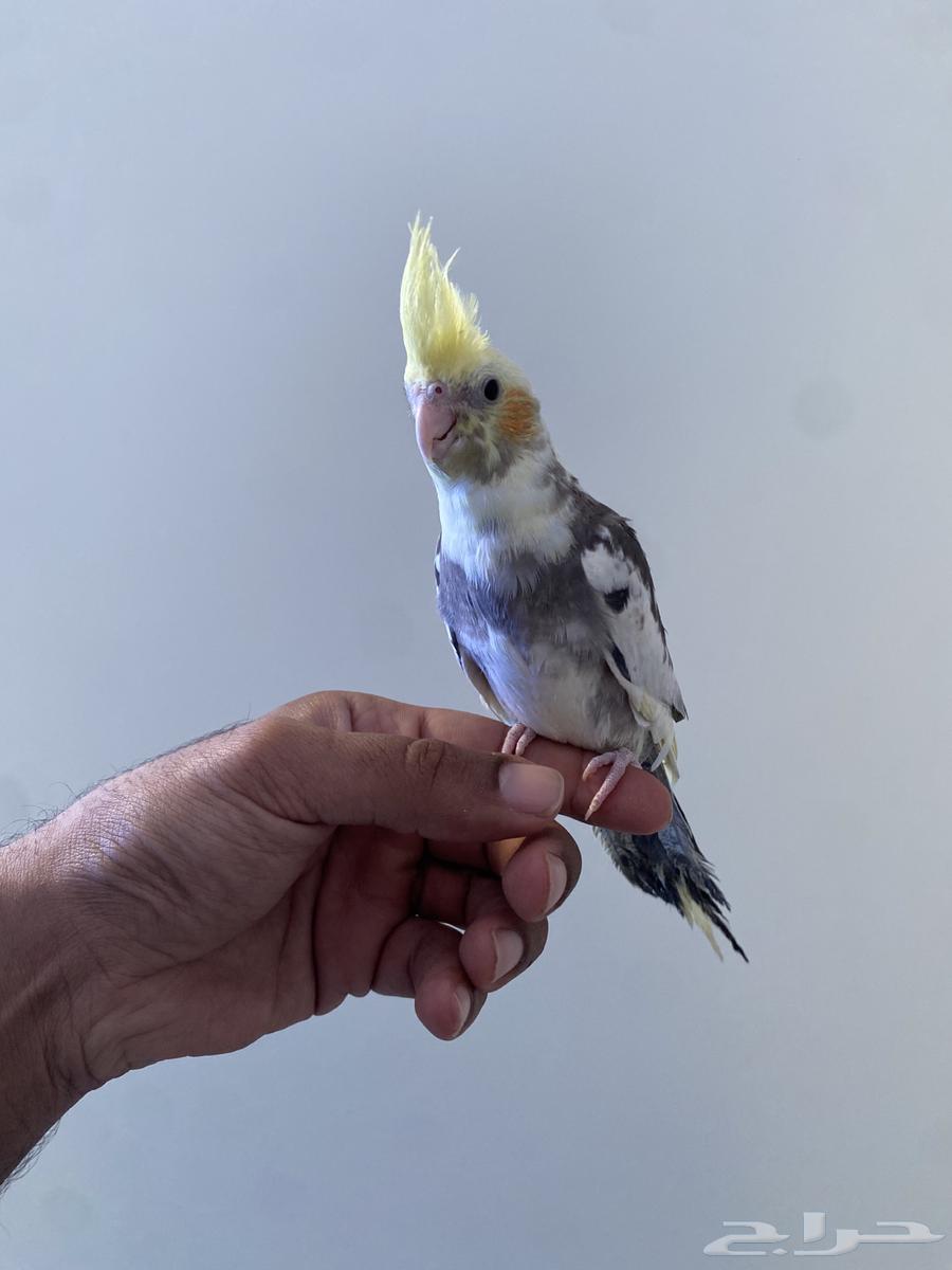 ببغاء كروان اليفه64372288214915111