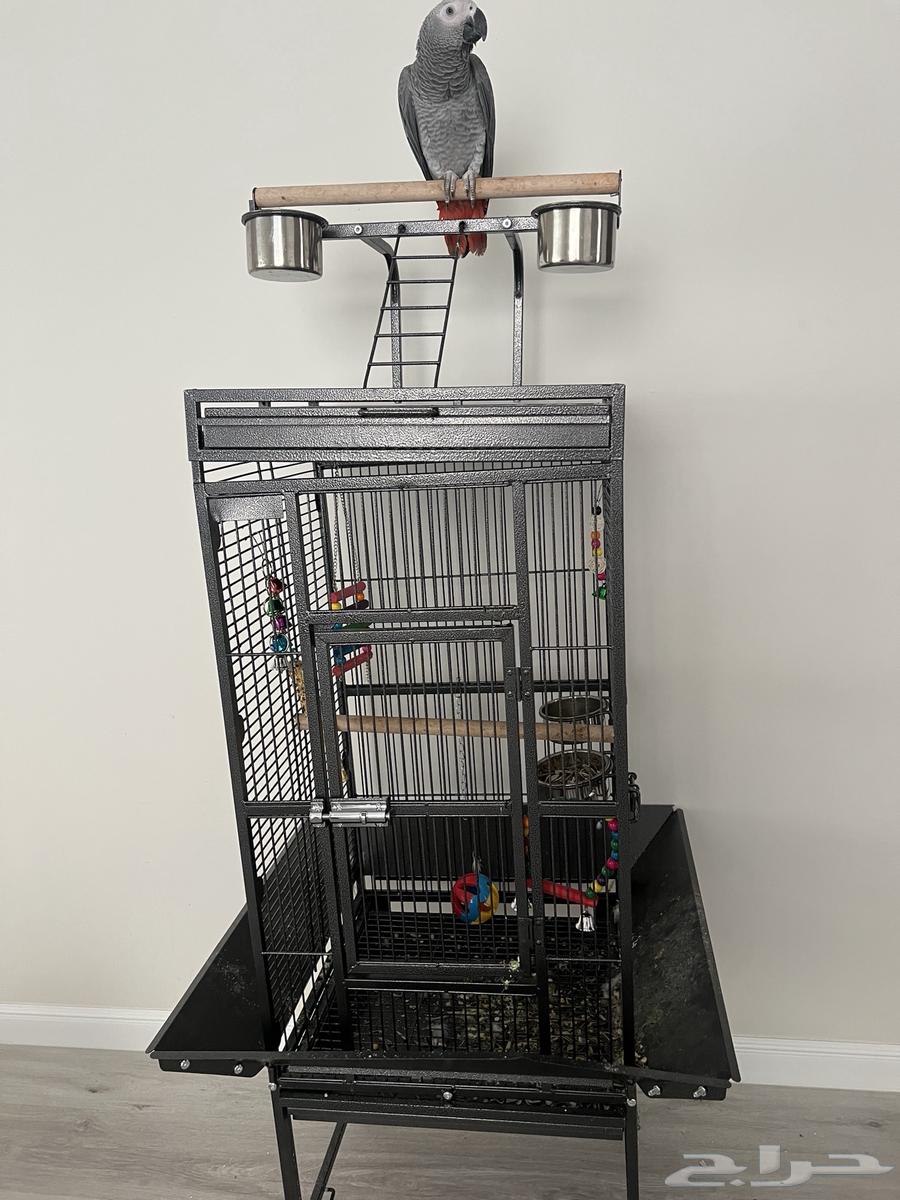 ببغاء كاسكو64368703354113112