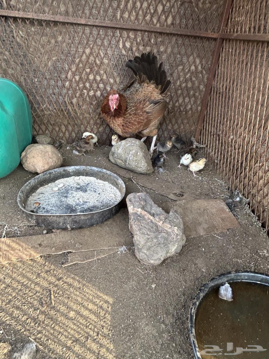 دجاجة بلدي مفرخه للبيع64371467052034113