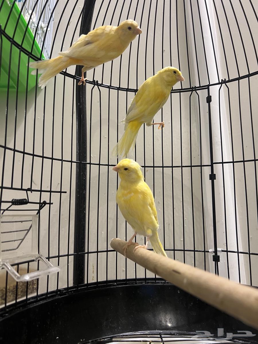 Canary64374568870146113