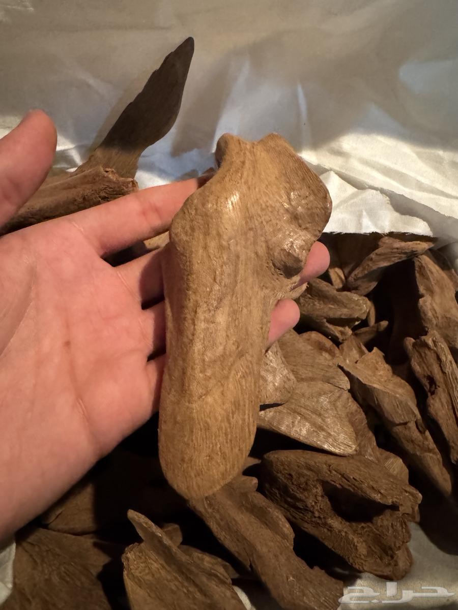 عود موروكي طبيعي دبل سوبر وتربل سوبر64376675013635113