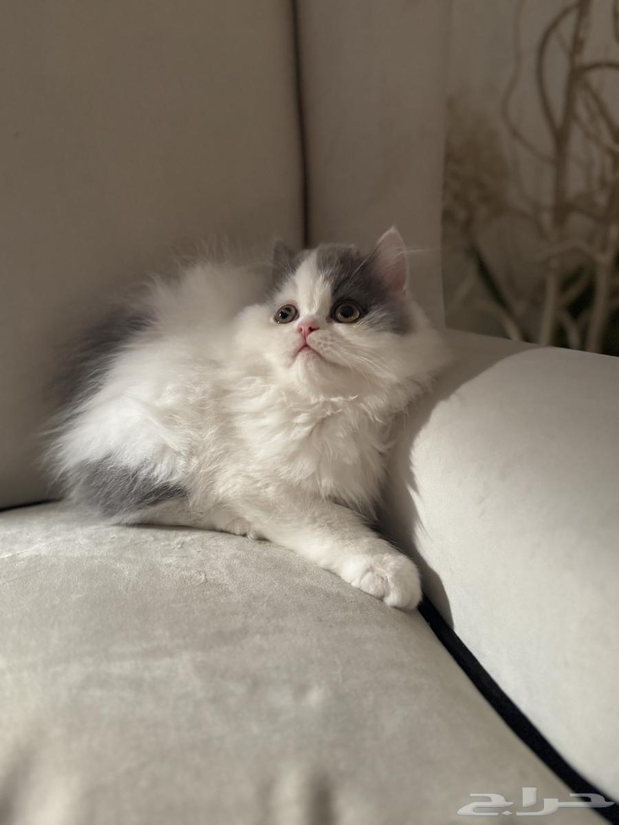 قط للبيع64377093796739111