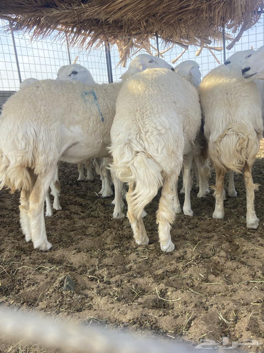 ضان حرش جذعات وثنيه العدد 15 صنف من الطايف اصلها64366571492225113