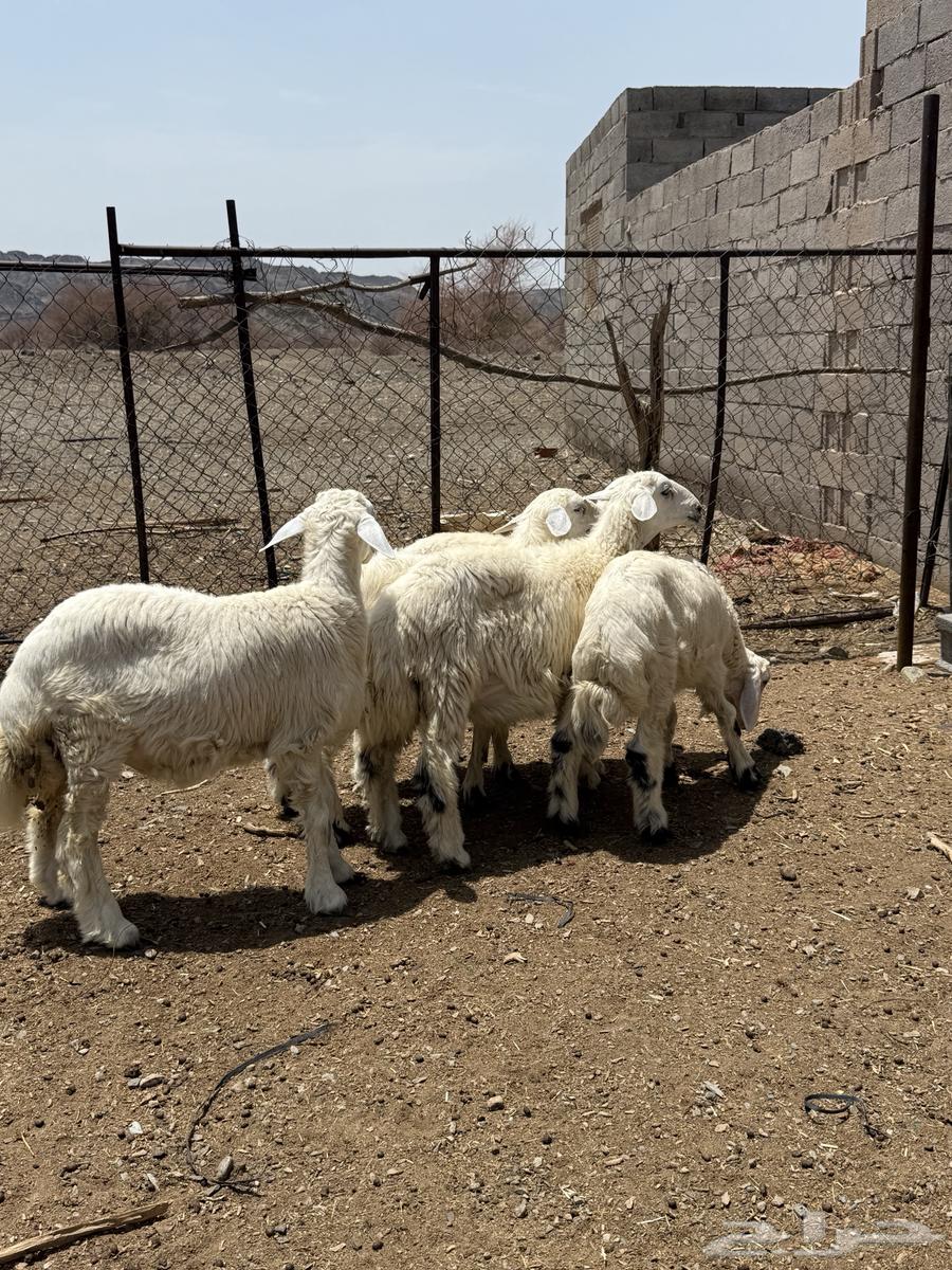 للبيع 5 طليان من انتاج المرح64367493660034111