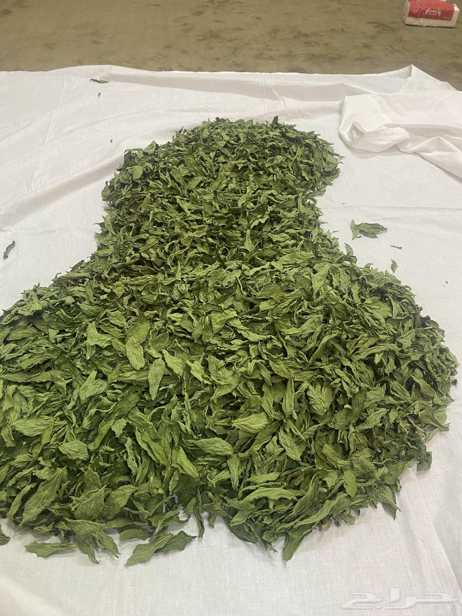 For sale dried molokhia, henna, sidr, meshot and summa64367974361475110