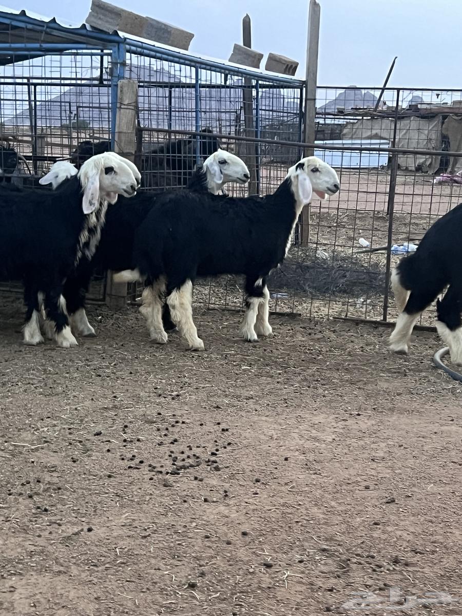 رخال نجد للبيع64363279426435114