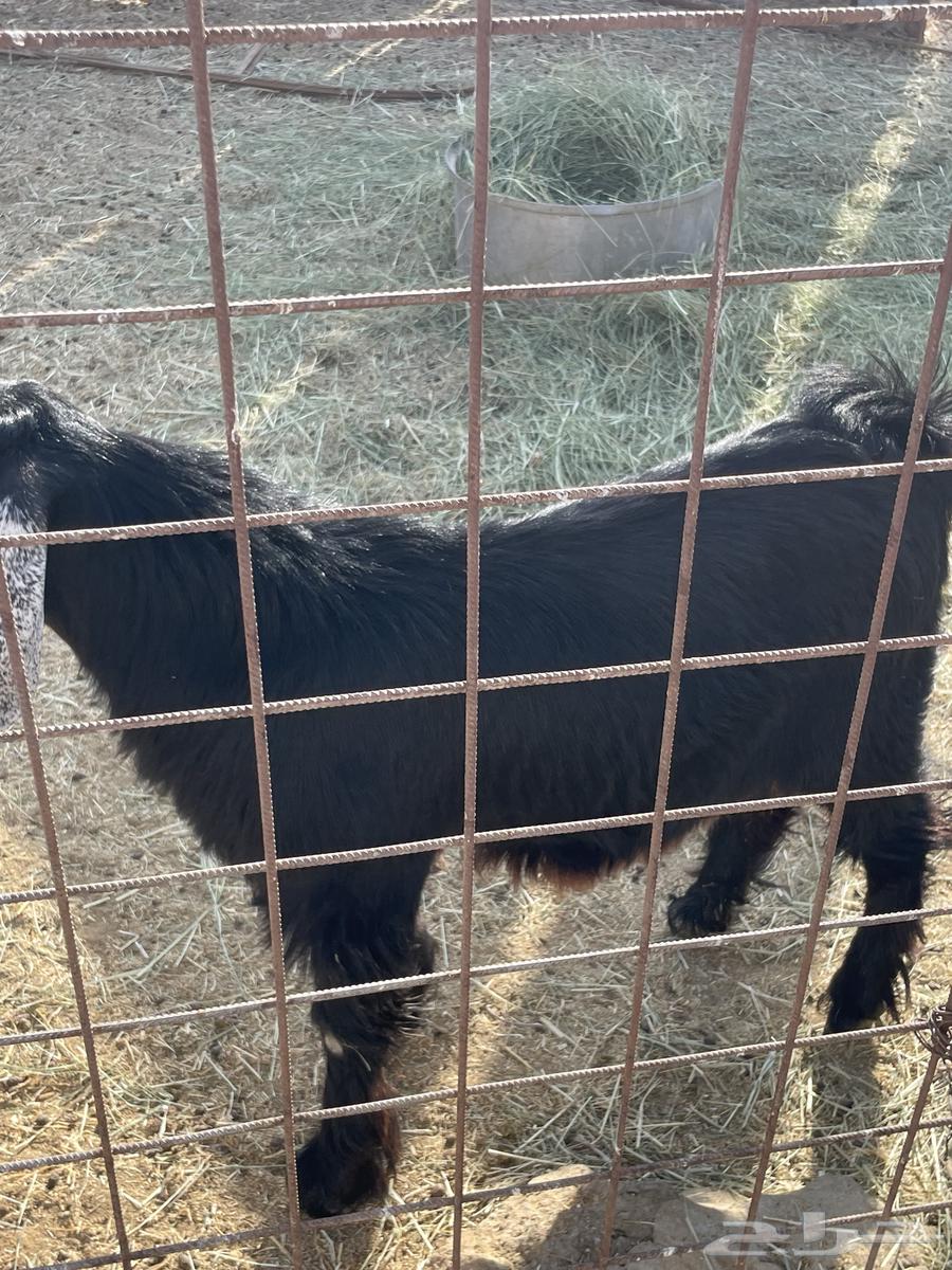 Goat64365513927169110