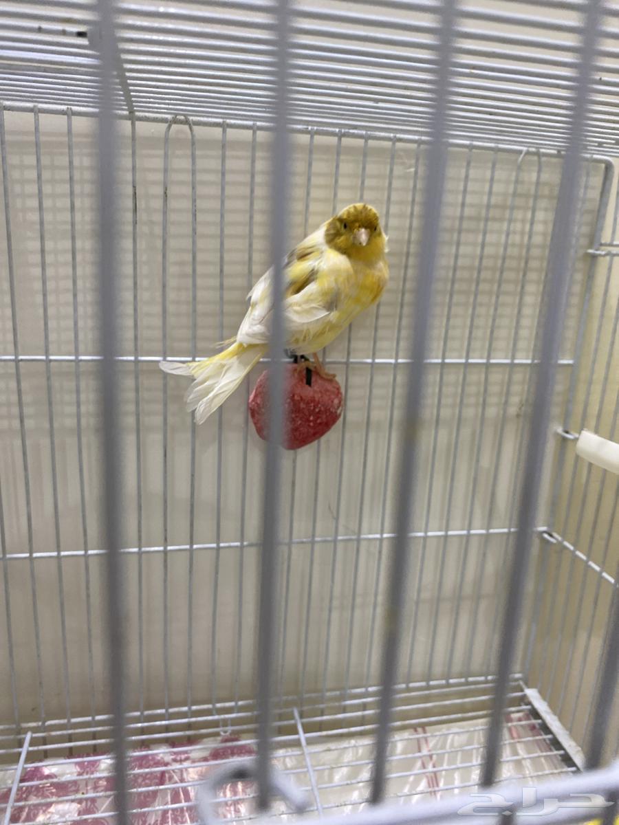 طير كناري يغرد أنثى السعر 20064376629803393111