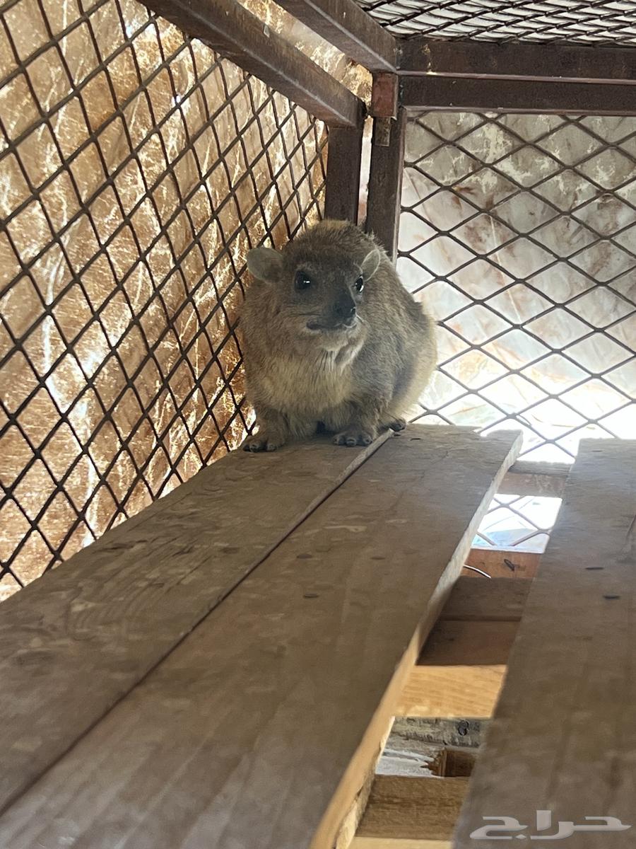 وبر للبيع64365821619843110