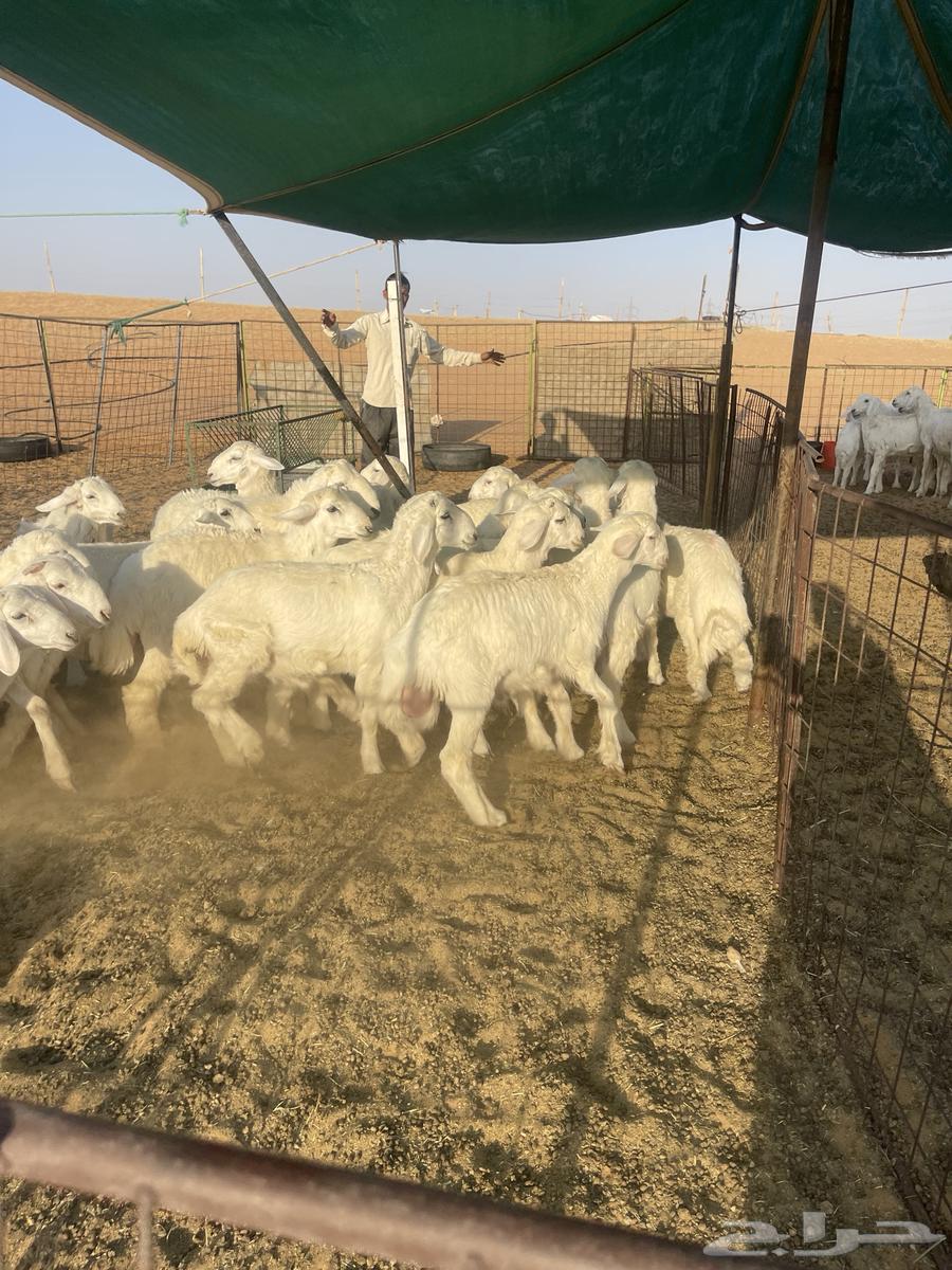 للبيع بهم حري هرافى 20الاعمار من 3شهور ونص وطالع64371964893825113