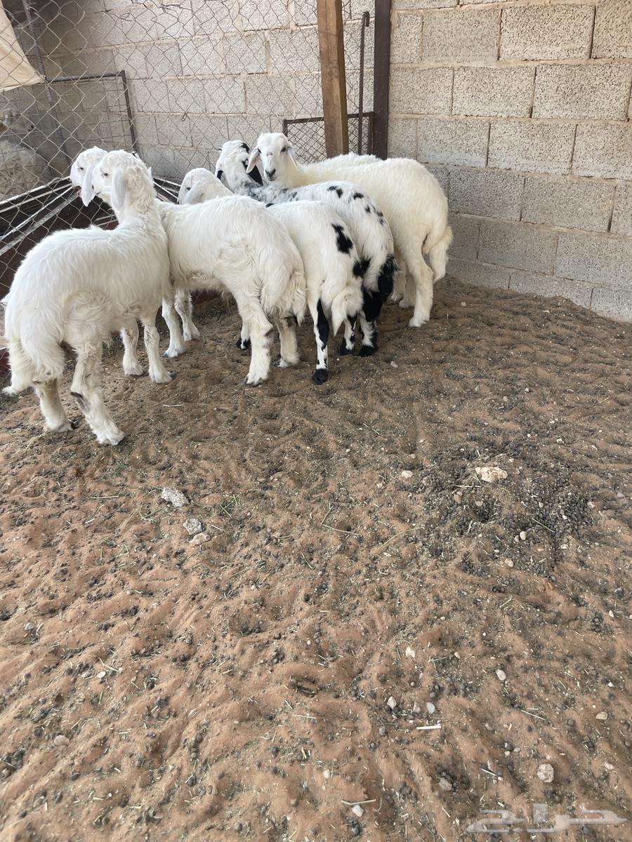 For sale, four sheep, two rakhil64371263733762110