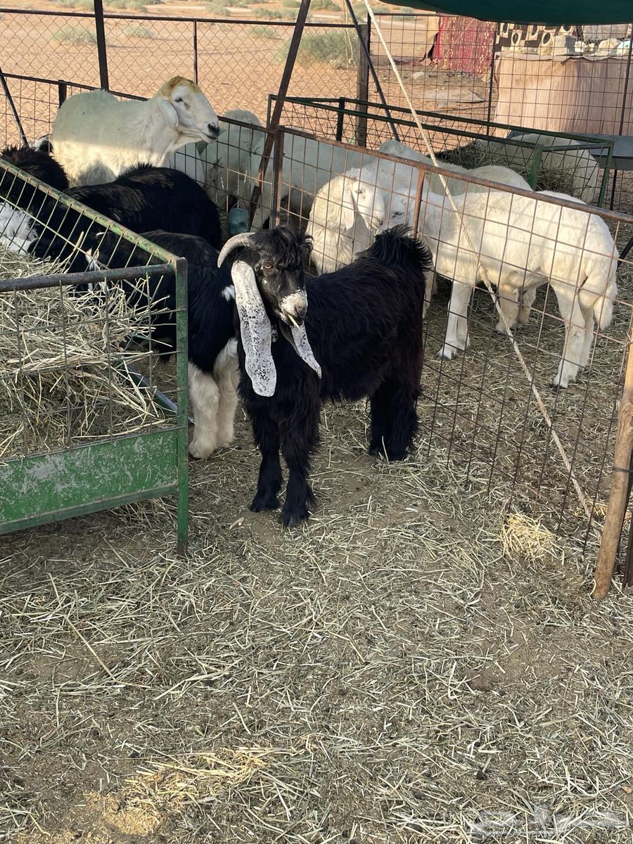 5-month-old fat-tailed ram lamb in locked condition64370612079107113