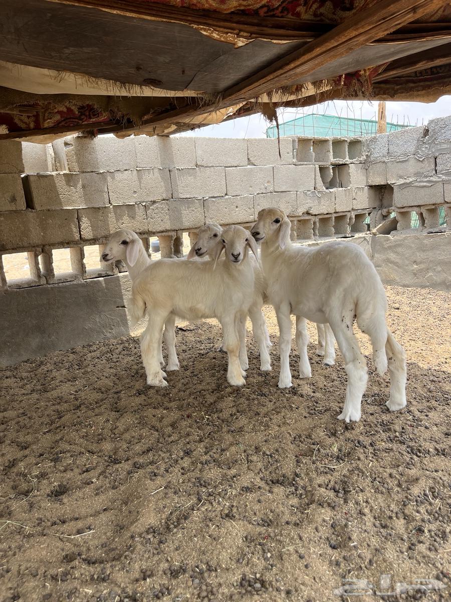 Tali and three palm trees64374053776897113