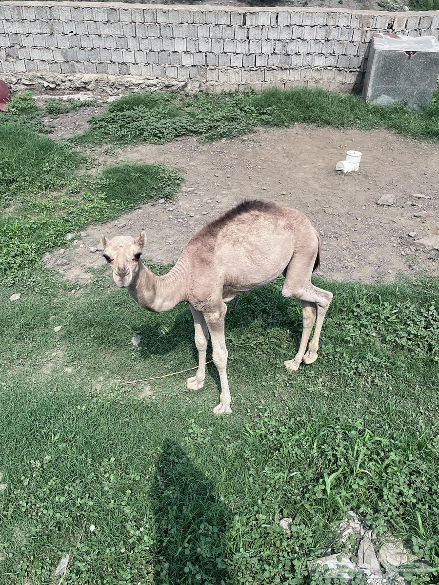 A camel with its calf available for sale separately64368995559425112
