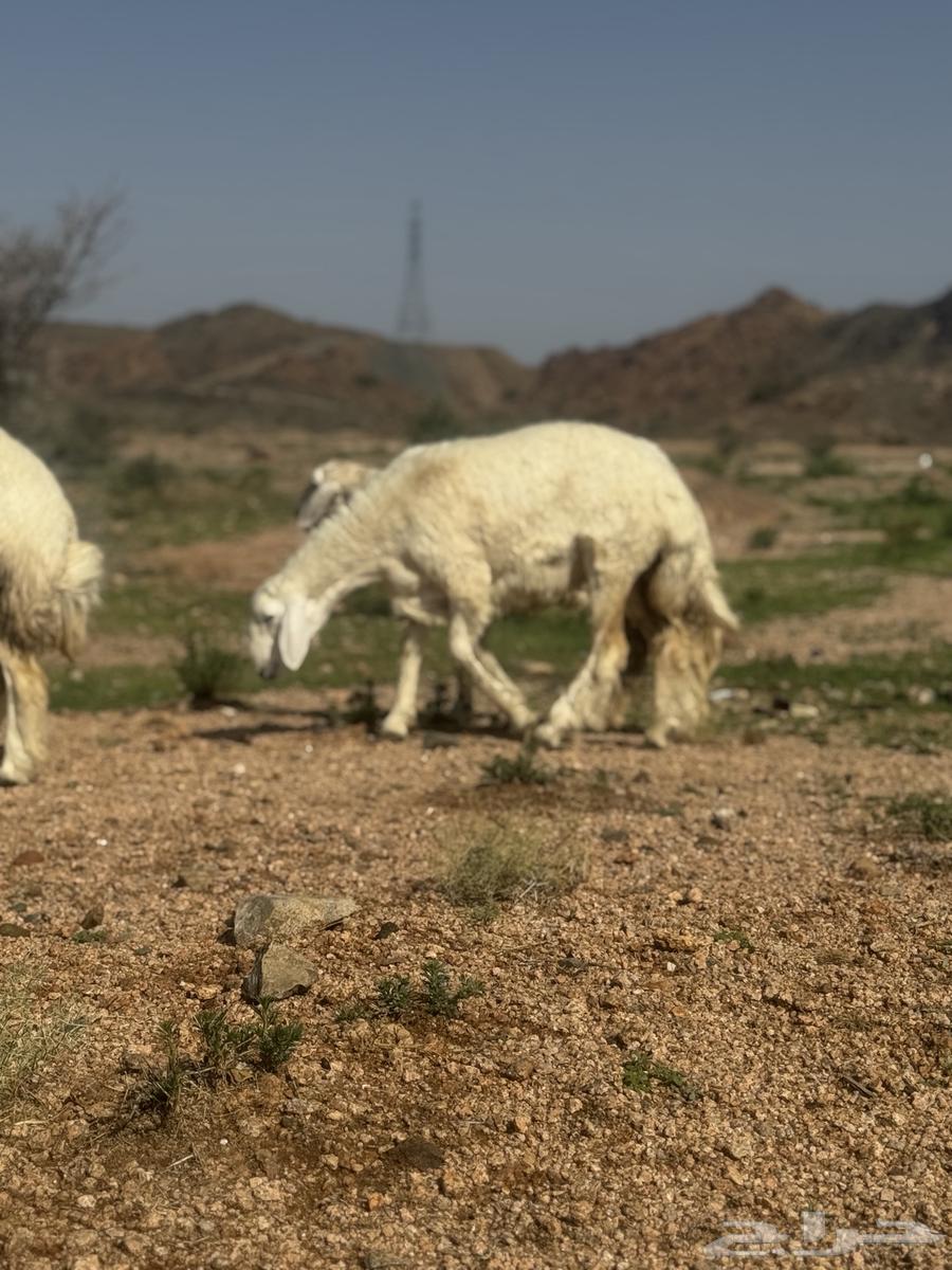 رخال حرية مقنى64365983024899114