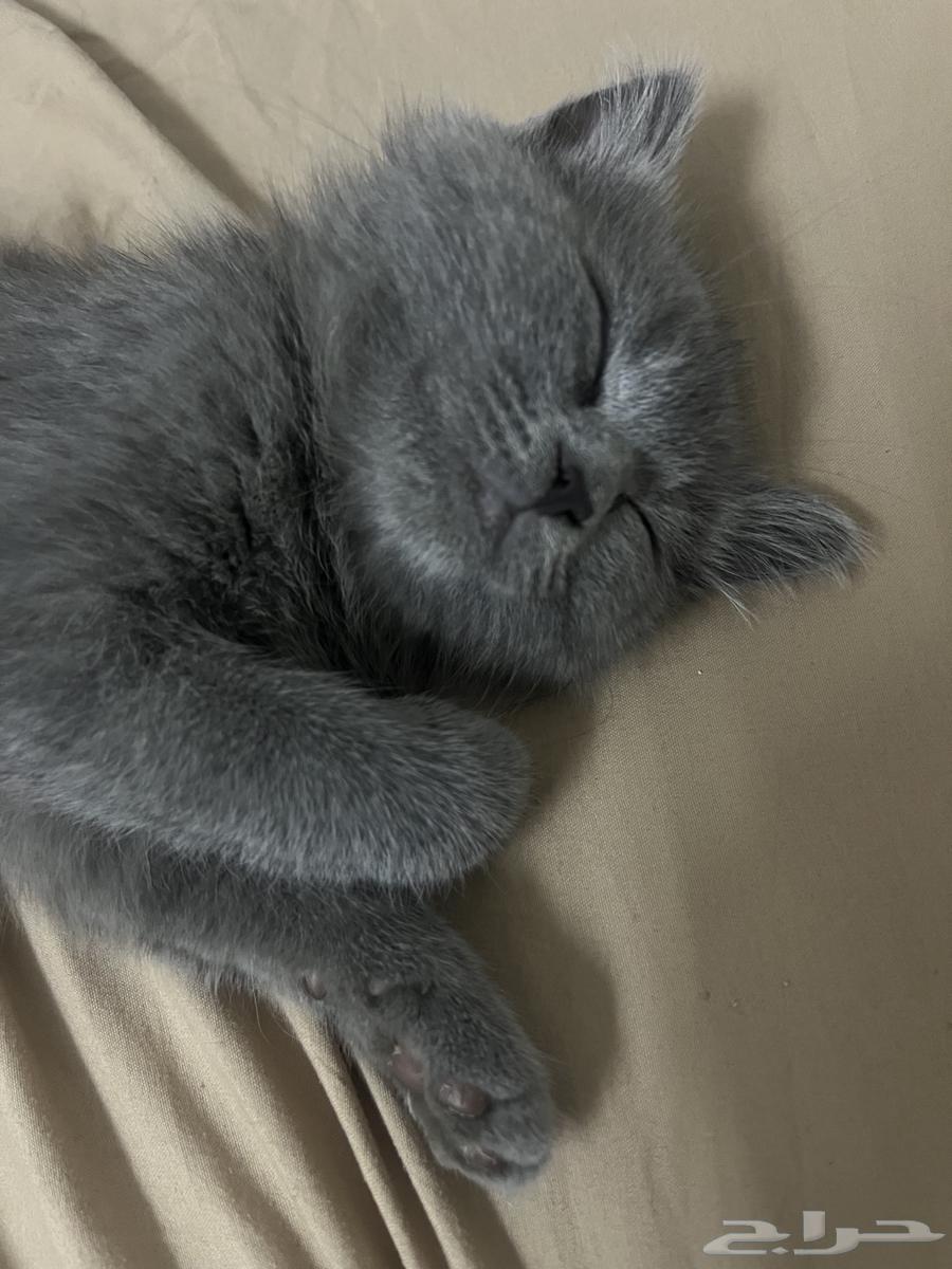 قطه سكوتش للبيع64375798390915114