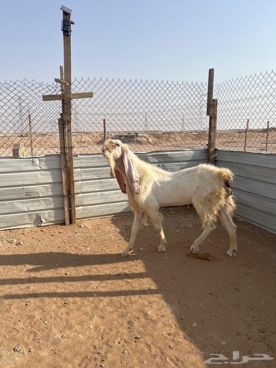 البيع تيس قصب64375096766466110