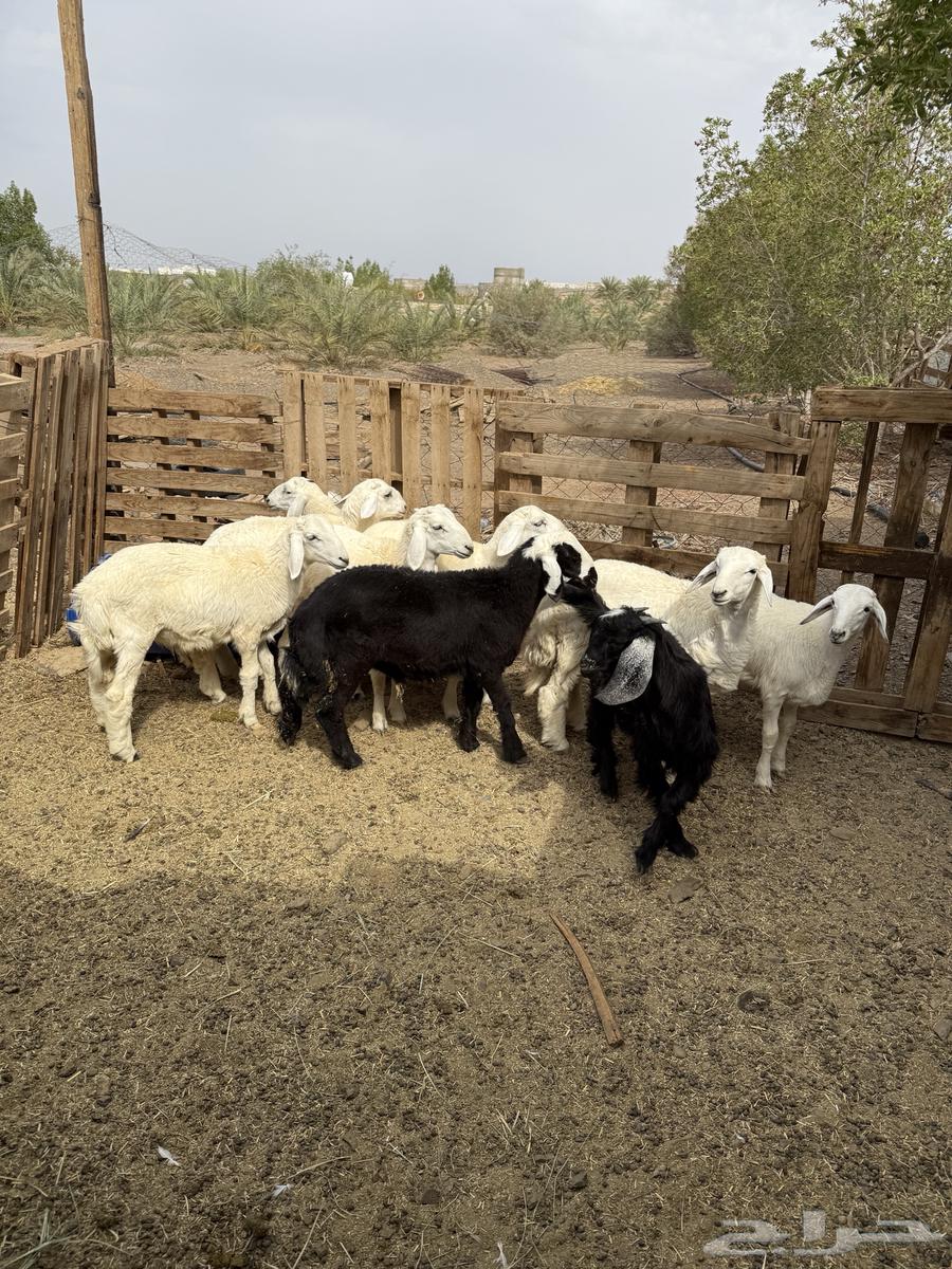 ذبايح طليان وتيوس للبيع64366115684865110