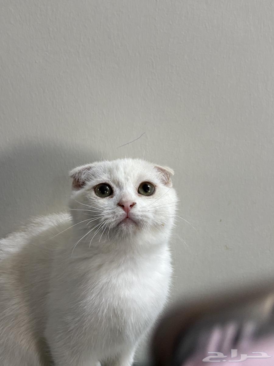 قطة سكوتش فولد انثى للبيع64366938210817110