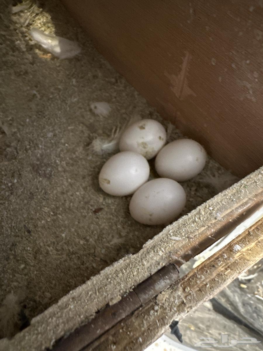 طيور كروان زوج معاهم 4 بيضات ونظيفه جدا جدا64367391673473111