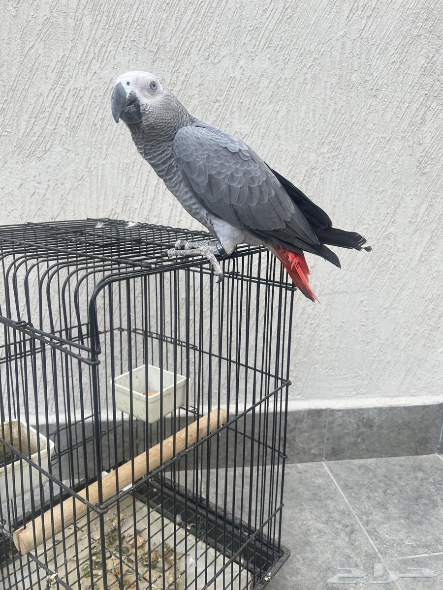 ببغاء كاسكو64368703354113111