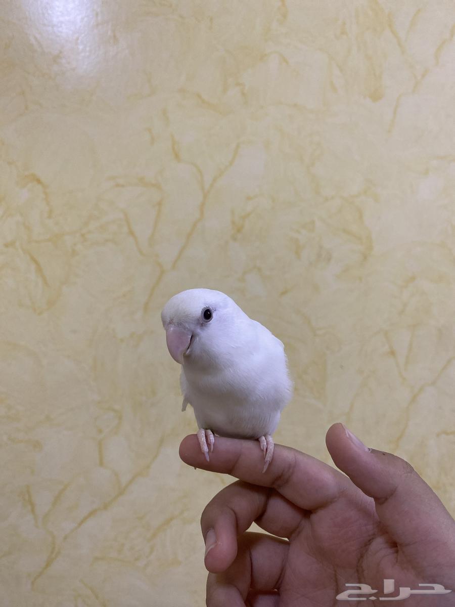 طير روز ابيض64368397555202111