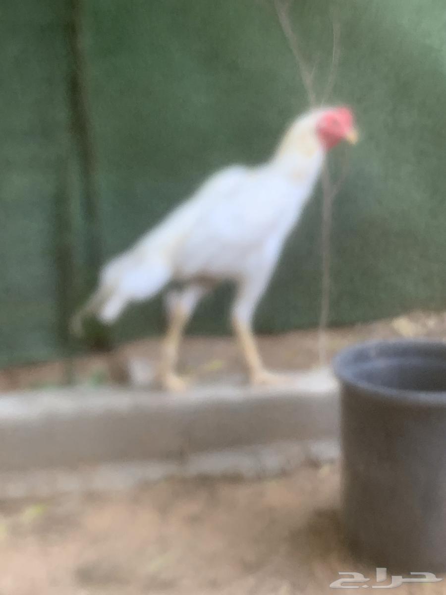 ديكين فارسيه واحد شامو64370064176002113