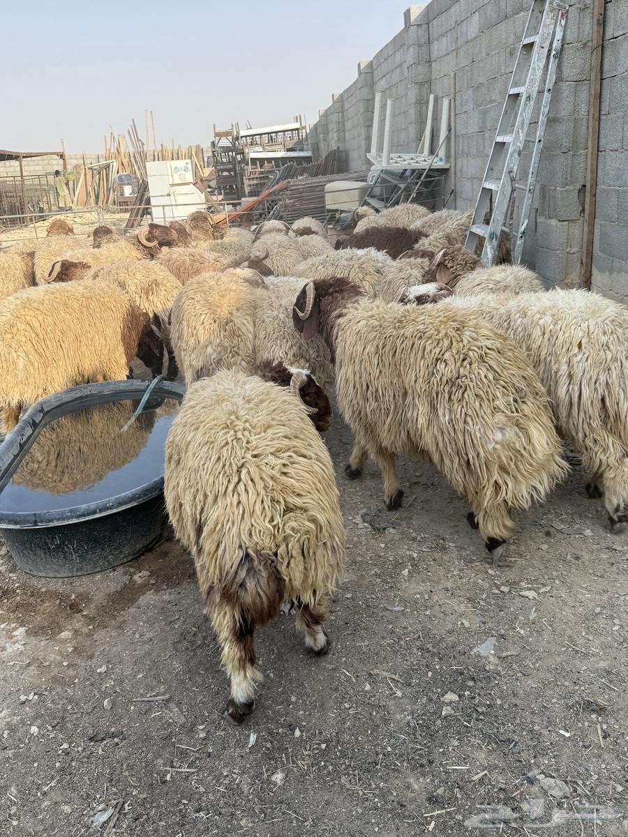 طليان نعيم جبر ناهي كناور64374304632066113