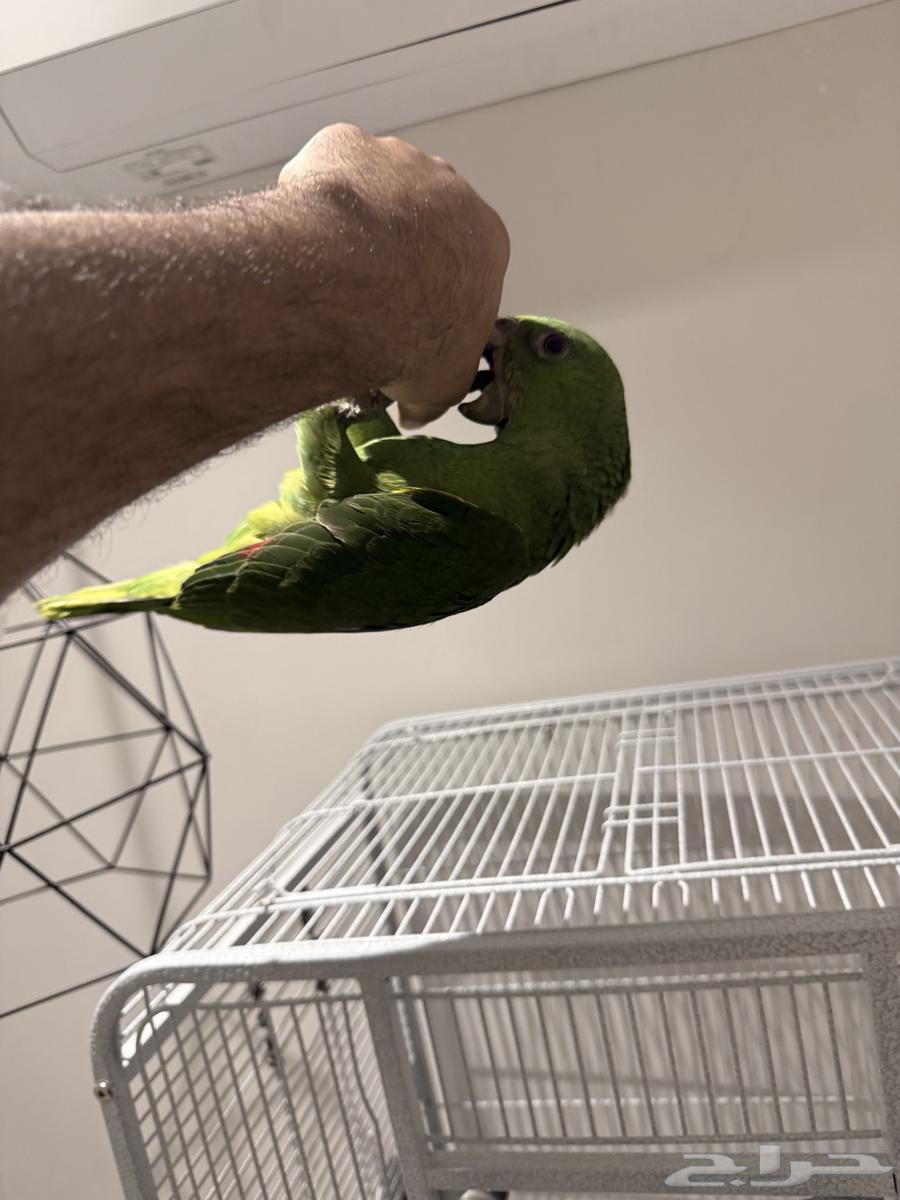 فرخ يلوناب بيور متكلم64363204388993113