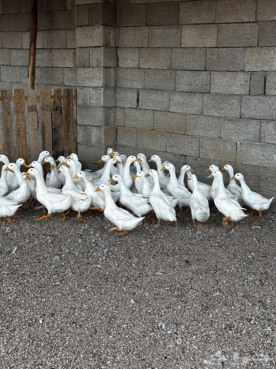 بط بكيني 5 الى 7 شهور العمر64372273356290112