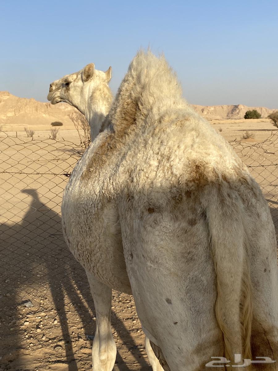 بكره وضحاء عمرها سنه ونص64375483095682110