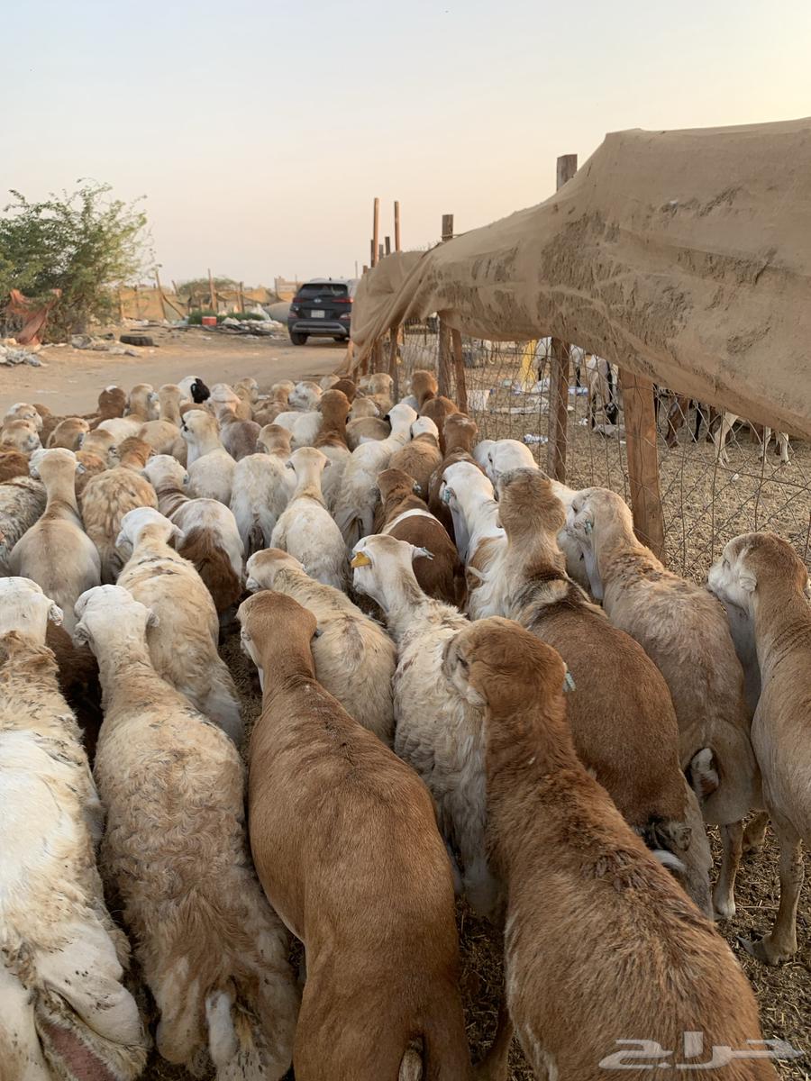 70 طليان رفيدي64367158287875111