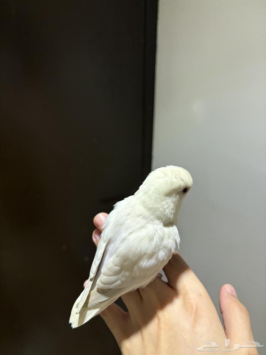 روز هدد البينو64367362187521111