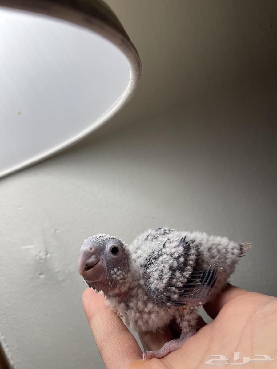 فرخ كنيور غر يلو سايد64375082196481111