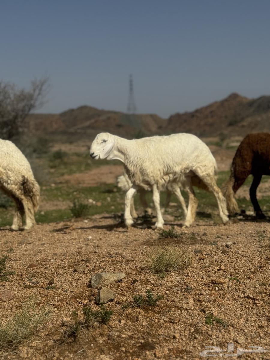 رخال حرية مقنى64365983024899110