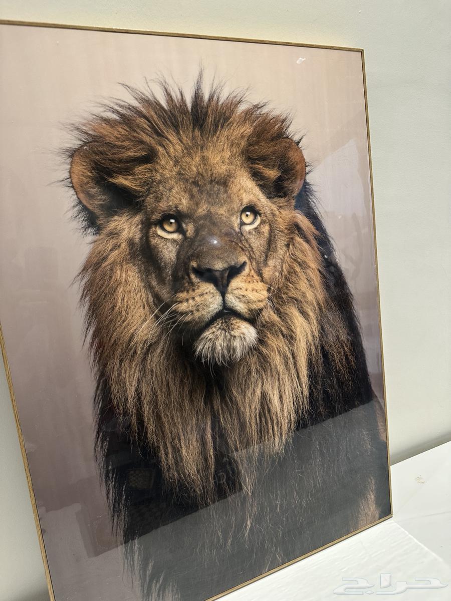 اثاث (مكتب - اله رياضيه - طابعة ليزر - غسالة - كاويه ملابس)64372653353219113