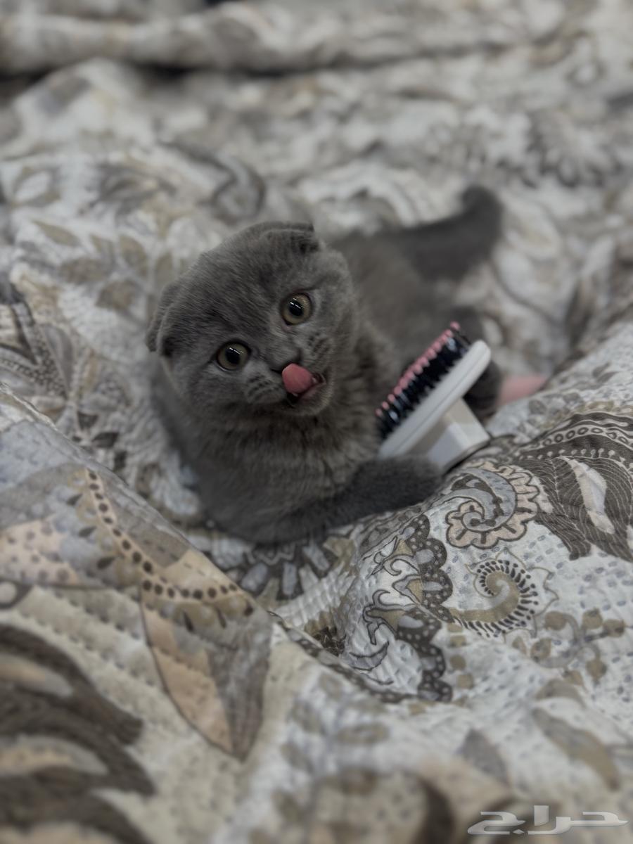 كيتن سكوتش فولد سيل ر64373610105729113