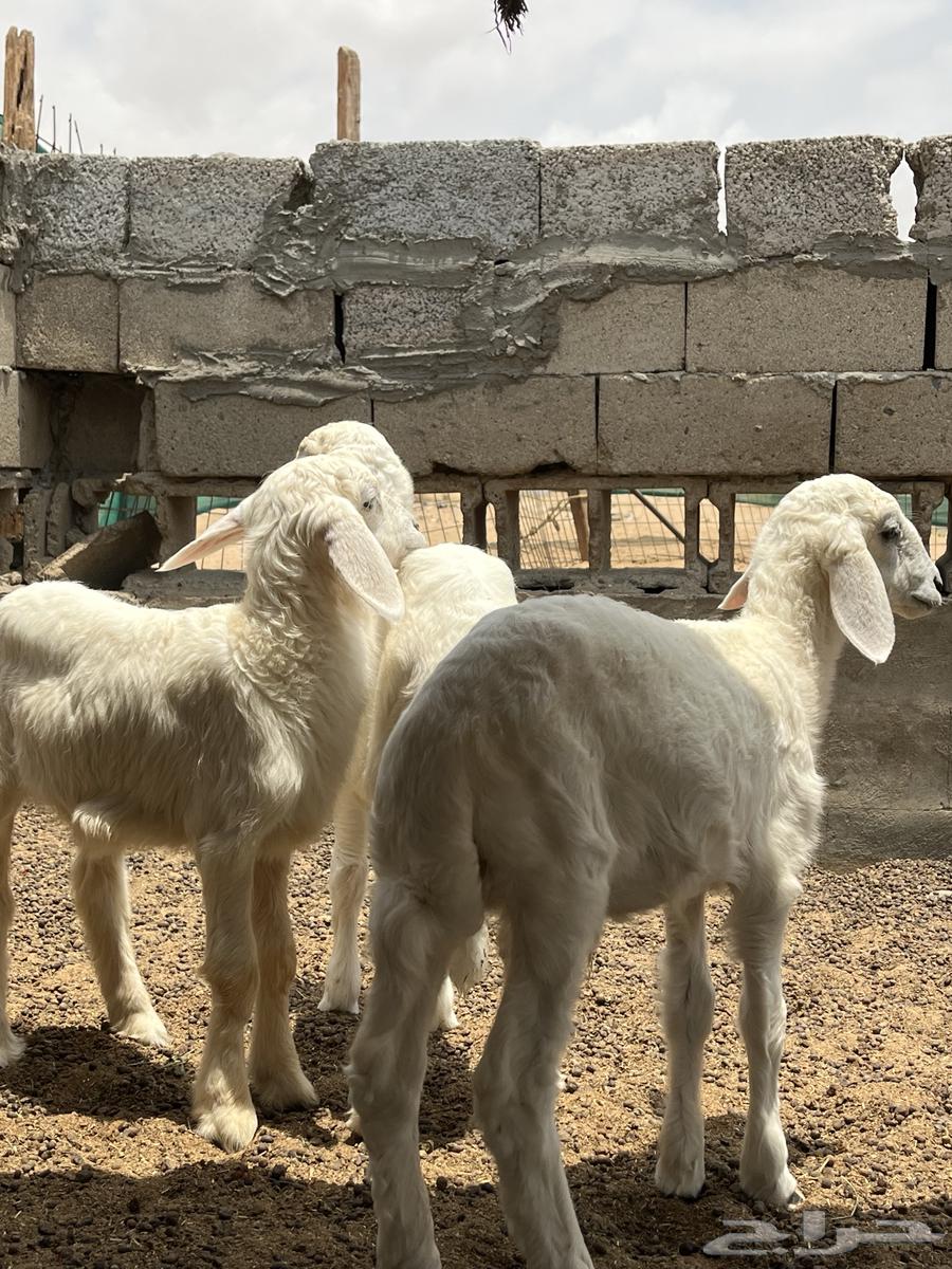 Tali and three palm trees64374053776897111